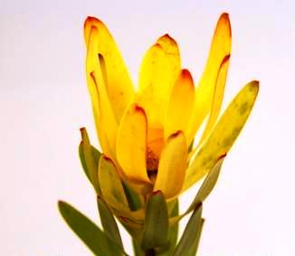 LEUCADENDRON LAUREL YELLOW